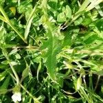 Cirsium dissectum Leaf