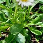 Erigeron uniflorus برگ