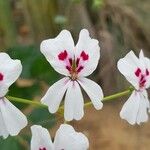 Pelargonium echinatum Blomma