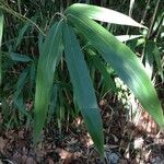 Phyllostachys viridis 葉