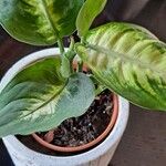 Dieffenbachia seguineLeaf