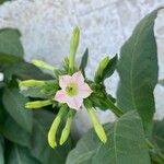 Nicotiana tabacumFlors