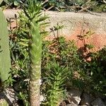 Austrocylindropuntia subulata Foglia