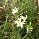 Stellaria palustrisFlor