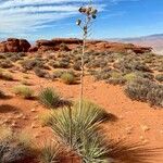 Yucca angustissima Leaf