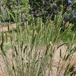 Agropyron desertorum Плід