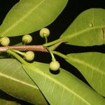 Ficus americana Fruit