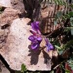 Oxytropis jacquinii ফুল