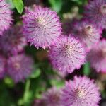Ptilotus extenuatus Flor
