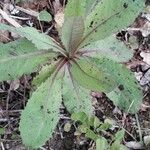 Lactuca virosa Foglia