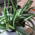 Aloe veraHabit