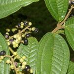 Miconia ibaguensis List