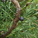 Juniperus pseudosabina Kéreg