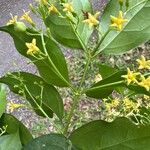 Chiococca alba Çiçek