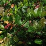 Gaultheria shallon Leaf