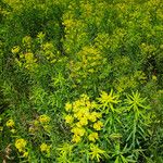 Euphorbia esula Habit