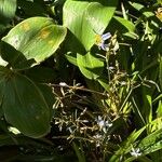 Dianella ensifoliaFlower