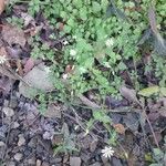 Stellaria cuspidata Staniste