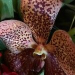 Vanda coerulescens Cvet