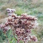 Eupatorium cannabinumFlower