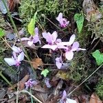 Cyclamen hederifoliumFleur