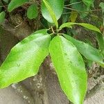 Ficus exasperata Liść