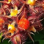 Rubus phoenicolasiusFruit