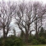 Quercus pubescens Feuille