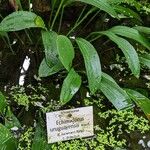 Echinodorus uruguayensis Leaf