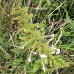 Plumbago zeylanica Fruit