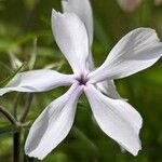 Phlox divaricata Flower