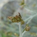 Phagnalon sordidum Fleur