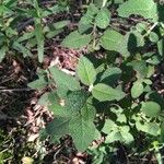 Cistus salviifolius Fuelha