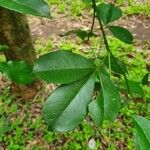 Zanthoxylum asiaticum पत्ता