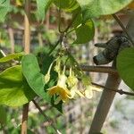 Telosma cordata Fleur