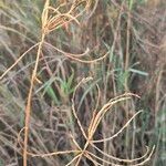 Cynodon plectostachyus Fruit