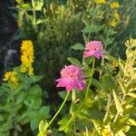 Astrantia maxima Flower