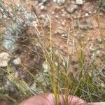 Carex halleriana