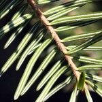 Abies alba Leaf