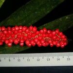 Anthurium bakeri Fruit