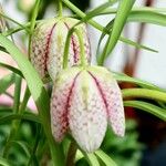 Fritillaria meleagris 其他