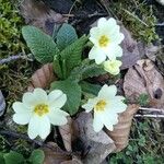 Primula vulgarisFlors