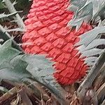 Encephalartos ferox Fruitua