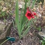 Gladiolus flanaganii Çiçek