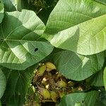 Paulownia tomentosaFruto