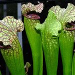 Sarracenia leucophylla 葉