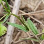 Valeriana vesicaria Leaf