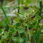 Betula nana Leaf