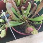 Sarracenia rubra Virág