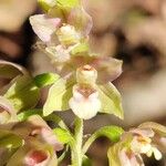 Epipactis helleborineКветка